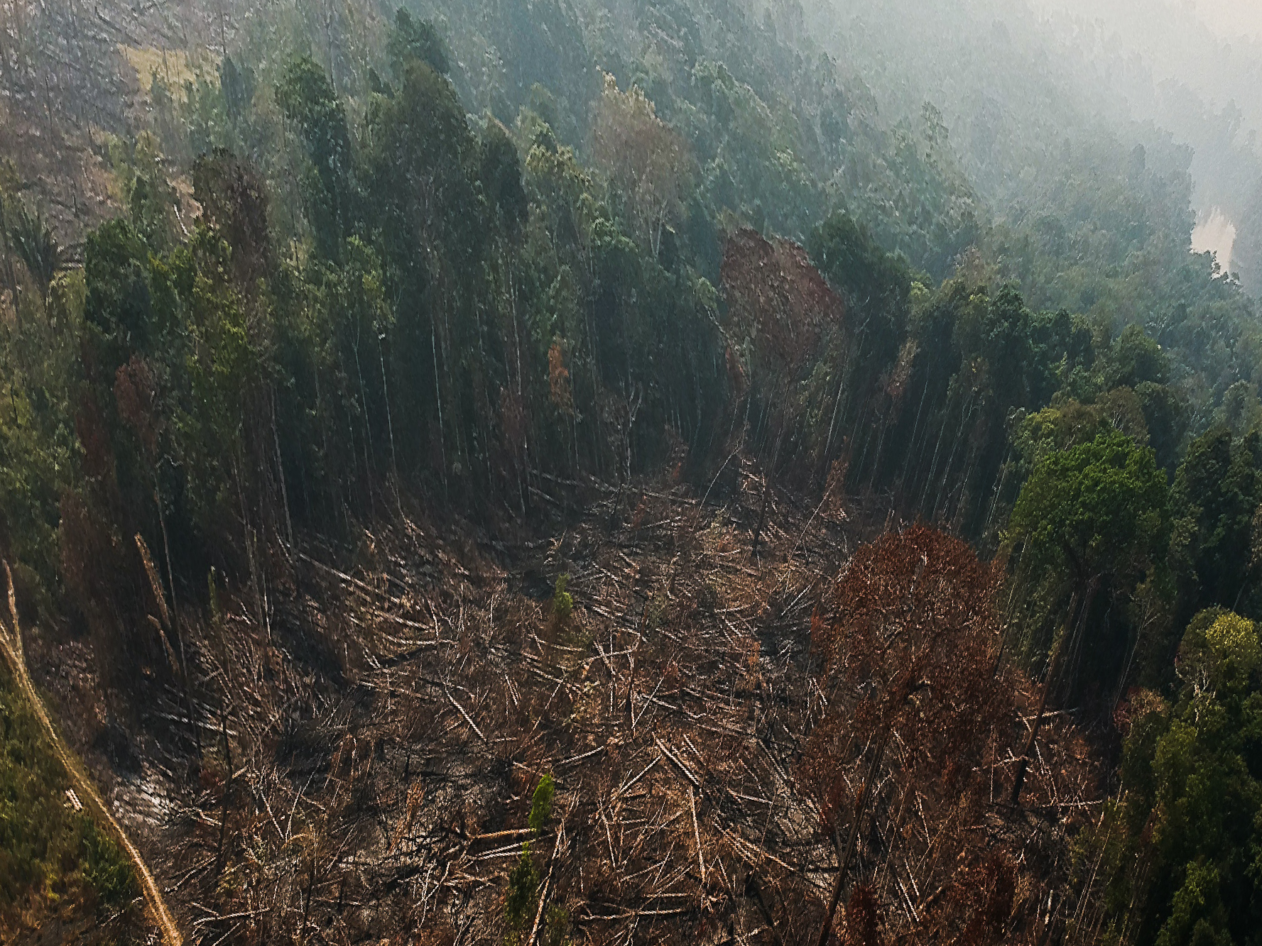 recorte e distorsão de imagem de desmatamento da floresta amazônica